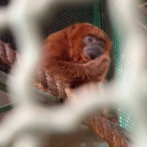 Zoológico e Fazendinha atração para família no Thermas dos Laranjais