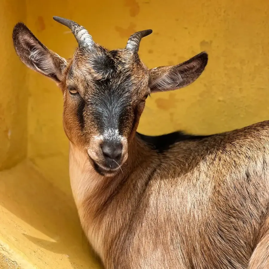 Zoológico e Fazendinha atração para família no Thermas dos Laranjais